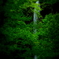 Oirase mysterious VIII