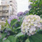 紫陽花