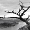 The dead trees