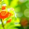 ざくろの花