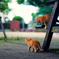 こねこ