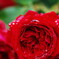ｒａｉｎｄｏｒｐ　ｏｎ　ｔｈｅ　ｒｏｓｅ