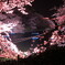 千鳥ヶ淵桜2014