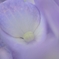 蒼の一粒