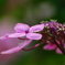 額紫陽花