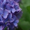 紫陽花02