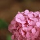 紫陽花03