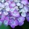 梅雨に似合う紫陽花