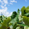 Blue,White,Green