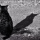 cat ＆ shadow（Ⅲ）