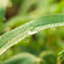 Morning dew