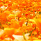 A carpet of flower petals