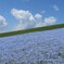 初夏の空