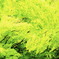 Rolling greens