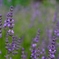 ”Purple herb”