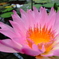LOTUS 2
