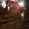 光射す紅葉道