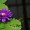 LOTUS 3