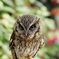 Homed owl