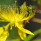 ハナアブと花