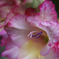Gladiolus