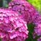 紫陽花
