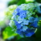 Hydrangea VI