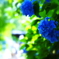 Hydrangea VII