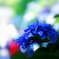 Hydrangea VIII