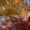 紅葉２００９
