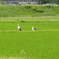 但馬國　出石藩　コウノトリのいる風景