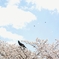 烏桜