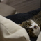 夜も寝る猫