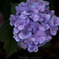 Hydrangea of pale purple
