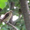 モエレ沼の野鳥