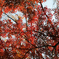 紅葉4