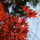 紅葉3
