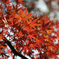 紅葉2