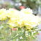 yellow　rose　Ⅱ