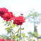 red　rose