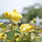 yellow　rose
