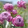 purple　rose