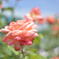 peach　color