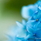 Hydrangea