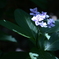 シュッとした感じで紫陽花