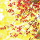 室生寺紅葉