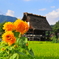 白川郷の夏