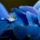 紫陽花-1