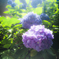 紫陽花