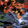 小川+紅葉